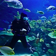 Try 3 Sport That Has Water (Scuba Diving Surf, Etc)