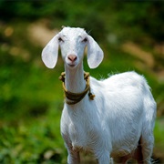 Goat