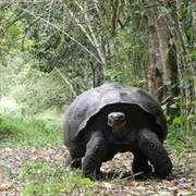 El Chato Tortoise Reserve, Ecuador