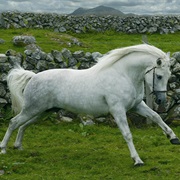 Connemara Pony