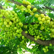 Otaheite Gooseberry (Phyllanthus Acidus)