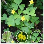 Yellow Wood Sorrel