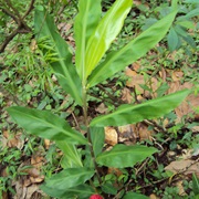 Bitter Ginger (Zingiber Zerumbet)