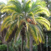 Indian Date Palm