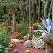 Palmeral of Elche, Spain