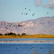 Kennecott Inland Sea Shorebird Reserve, Utah