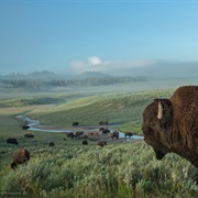 Seeing Bison in the Wild