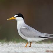 Least Tern