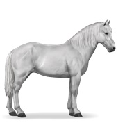 Icelandic Horse - Light Gray