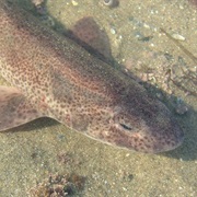 Lesser Spotted Dogfish
