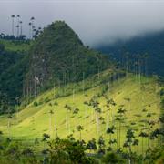 Valle Del Cocora