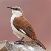 White-Bellied Cinclodes