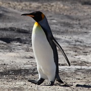 King Penguin