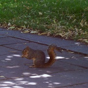 Urban Squirrel