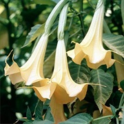 Angel's Trumpet