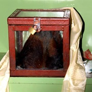 Yeti Scalp of Khumjung