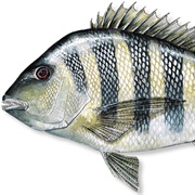 Sheepshead