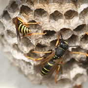 How Do the Houses of Different Animals Look Like?