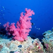 Coral