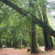 Coquille Myrtle Grove State Natural Site, Oregon