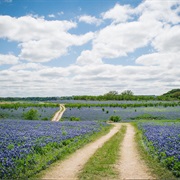 Bluebonnet Trail, Texas