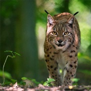 Kellerwald-Edersee National Park, Germany