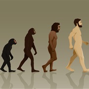Evolution