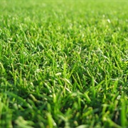 The Smell of Freshly Cut Grass