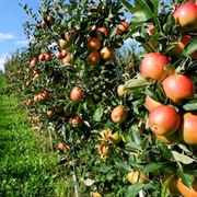 The Farm a Few Towns Away With Friends