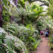 The Green - Great Barrier Island