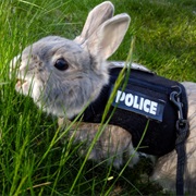 Police Bunny