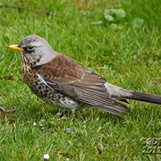 Fieldfare