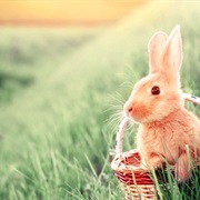 Easter Bunny