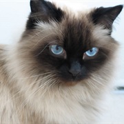 Himalayan Cat
