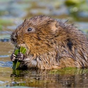 Dearne Valley - Gypsy Marsh