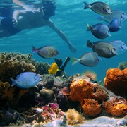 Snorkling Bocas Del Toro, Panama