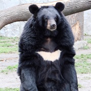 Asian Black Bear