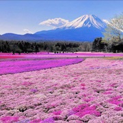 Hitsujiyama Park, Japan