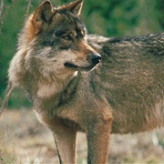 Bosque De Muniellos Biosphere Reserve, Spain