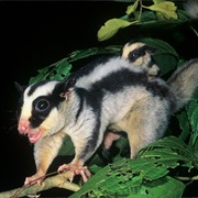 One-Striped Opossum (Possibly Extinct)