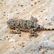 Phrynocephalus Horvathi