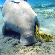 Finucane Island National Park (QLD)