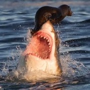 Seal Island, South Africa
