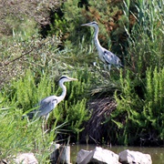 Parc Ornithlogic Camargue
