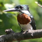 Amazon Kingfisher