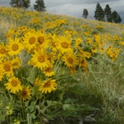Lost Trail National Wildlife Refuge