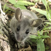 Dickey's Deer Mouse