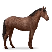 Curly - Liver Chestnut