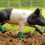 These Boots Are Made for Walking