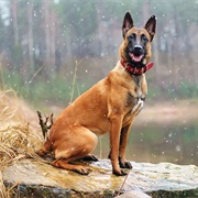 Belgian Malinois